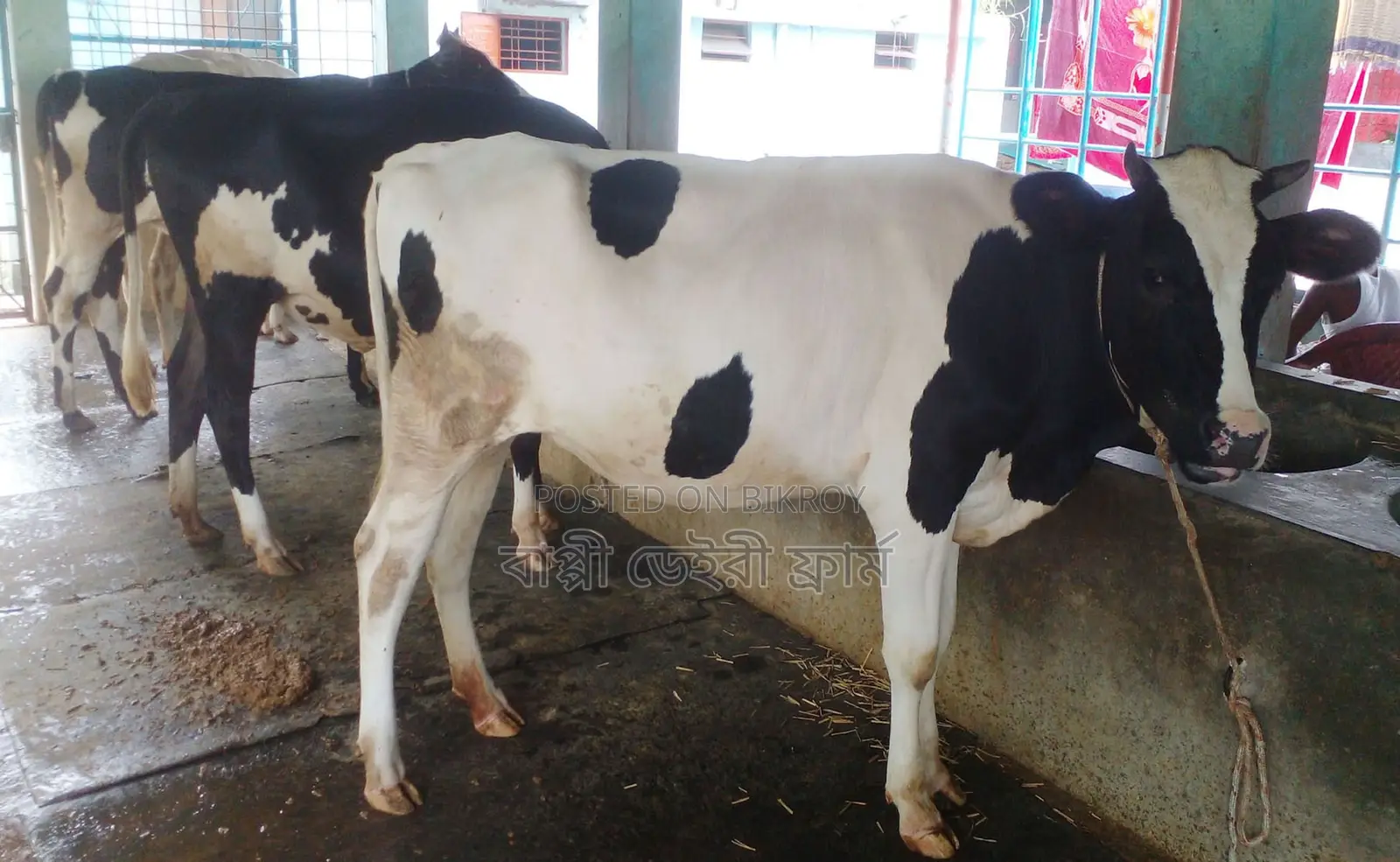 3 improved breed heifers from memo no 1663 will be sold.