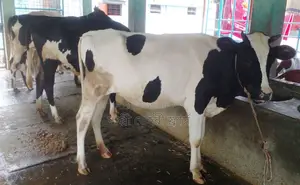 ১৬৬৩নং ৩টি বকনা বিক্রয় হবে ।