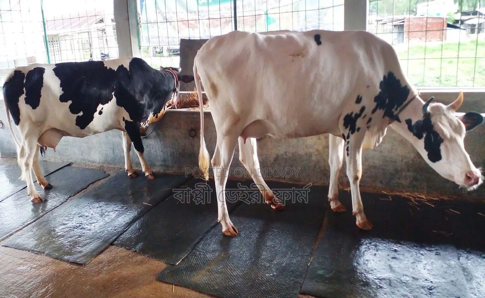 1664 No. 2 cows for sale of good breed.
