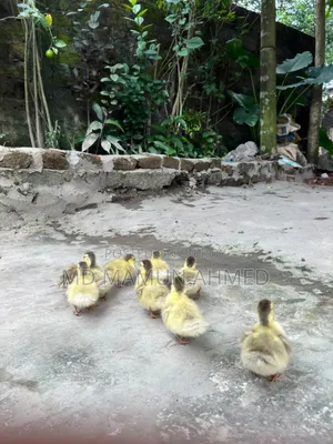 চিনা হাঁসের বাচ্চা