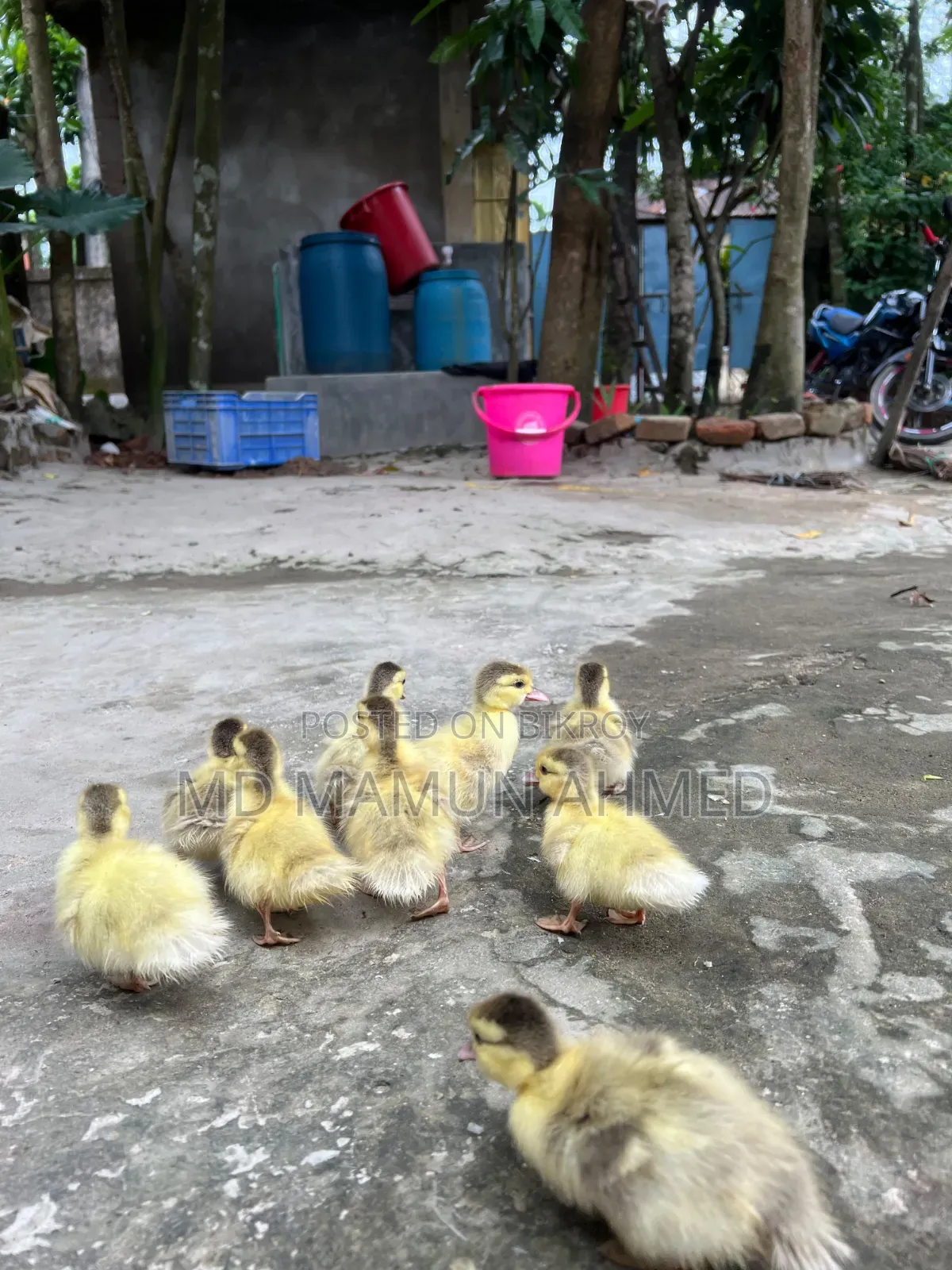 চিনা হাঁসের বাচ্চা