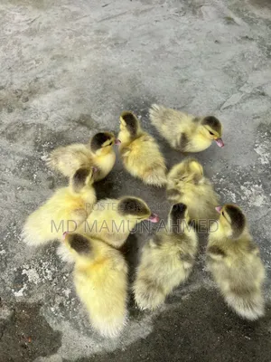 চিনা হাঁসের বাচ্চা