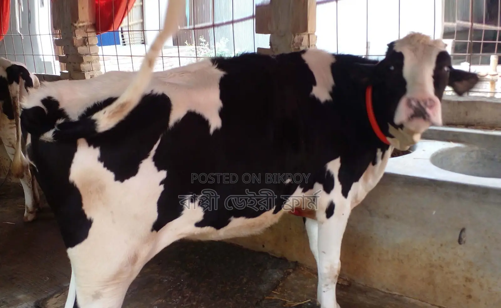 Improved breed heifer no. 1665.
