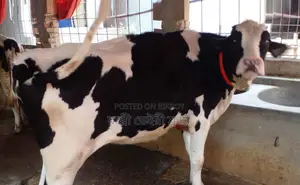 ১৬৬৫ নং বকনা বাছুর উন্নত জাতের।