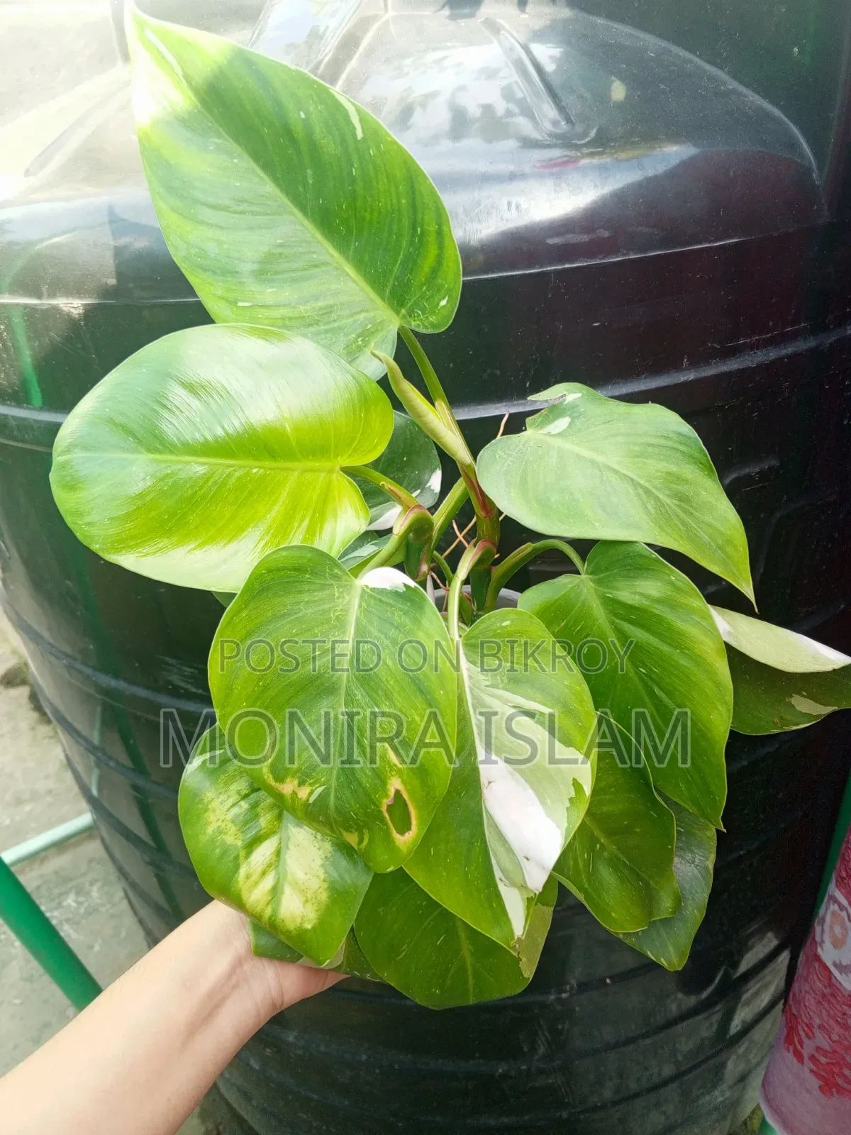 ফিলো হোয়াইট প্রিন্সেস