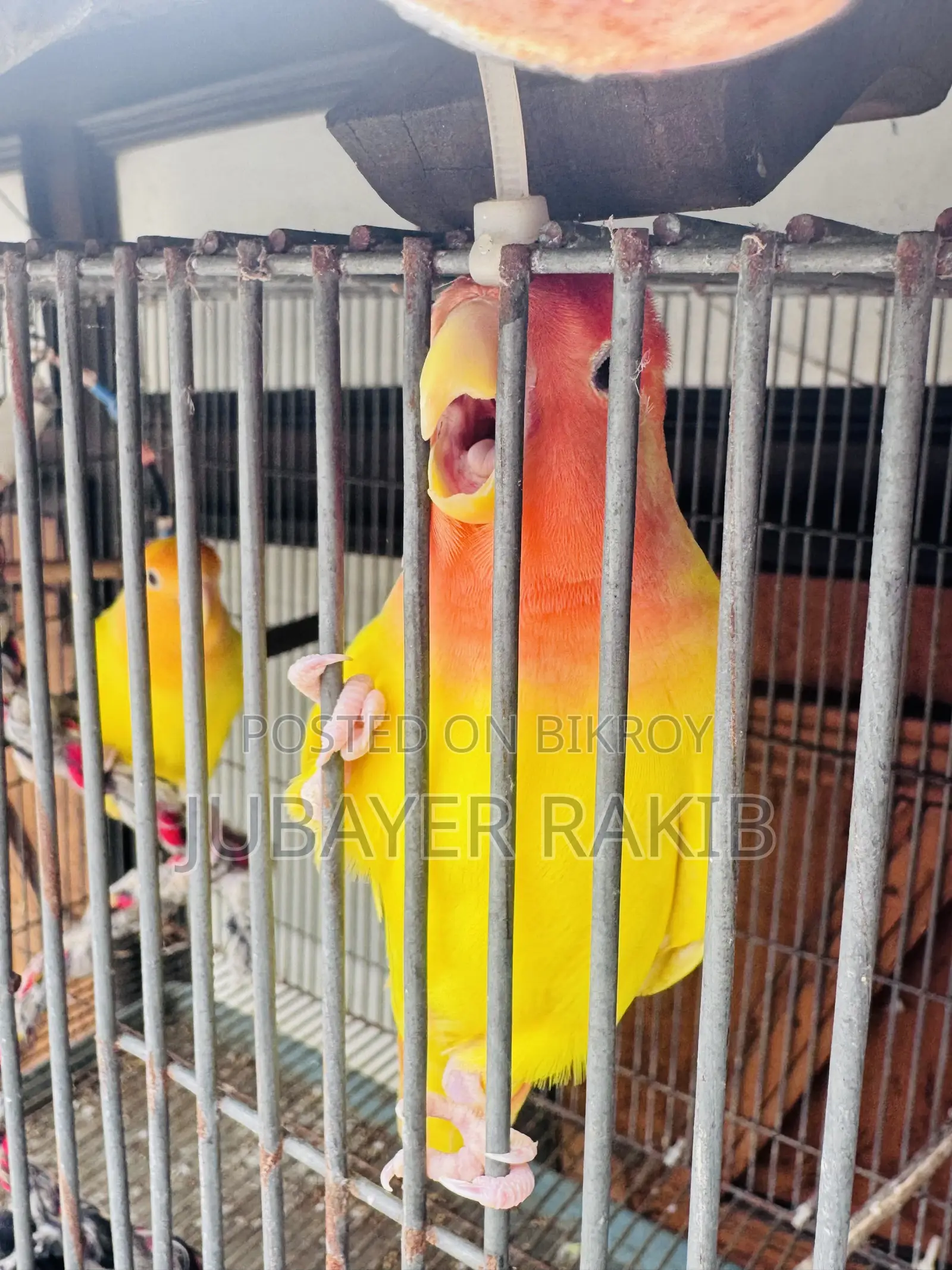 Love Bird for Sale