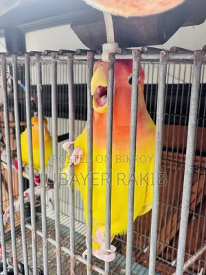 Love Bird for Sale