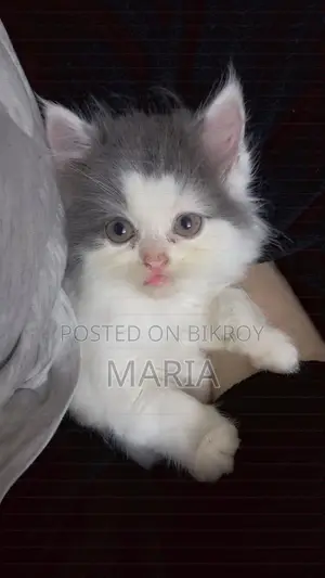 1-3 months Male Purebred Persian