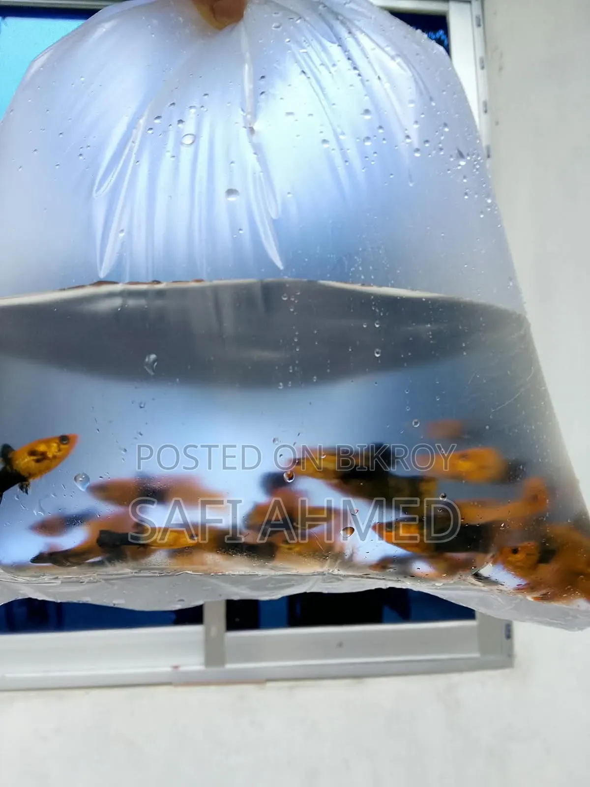 Gold Touch, Mix Guppy
