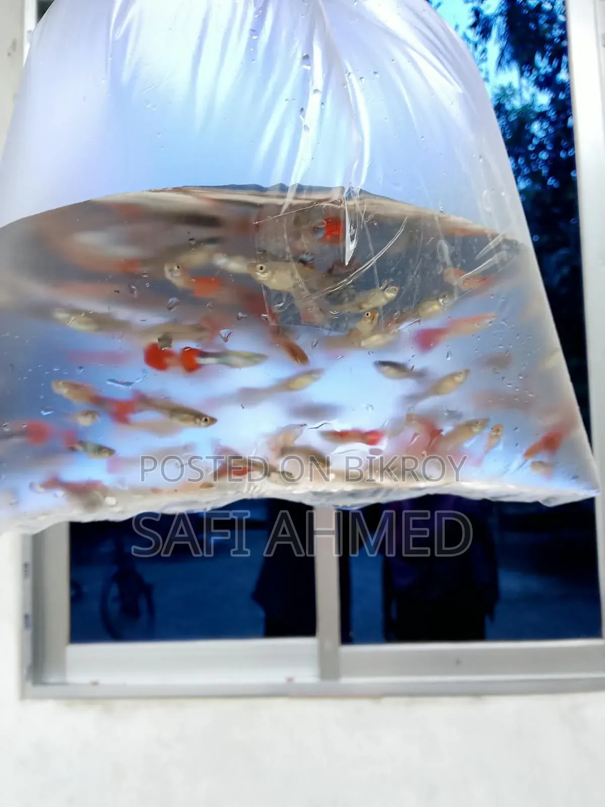 Gold Touch, Mix Guppy