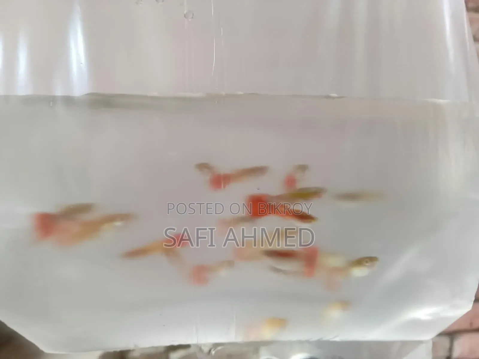 Gold Touch, Mix Guppy