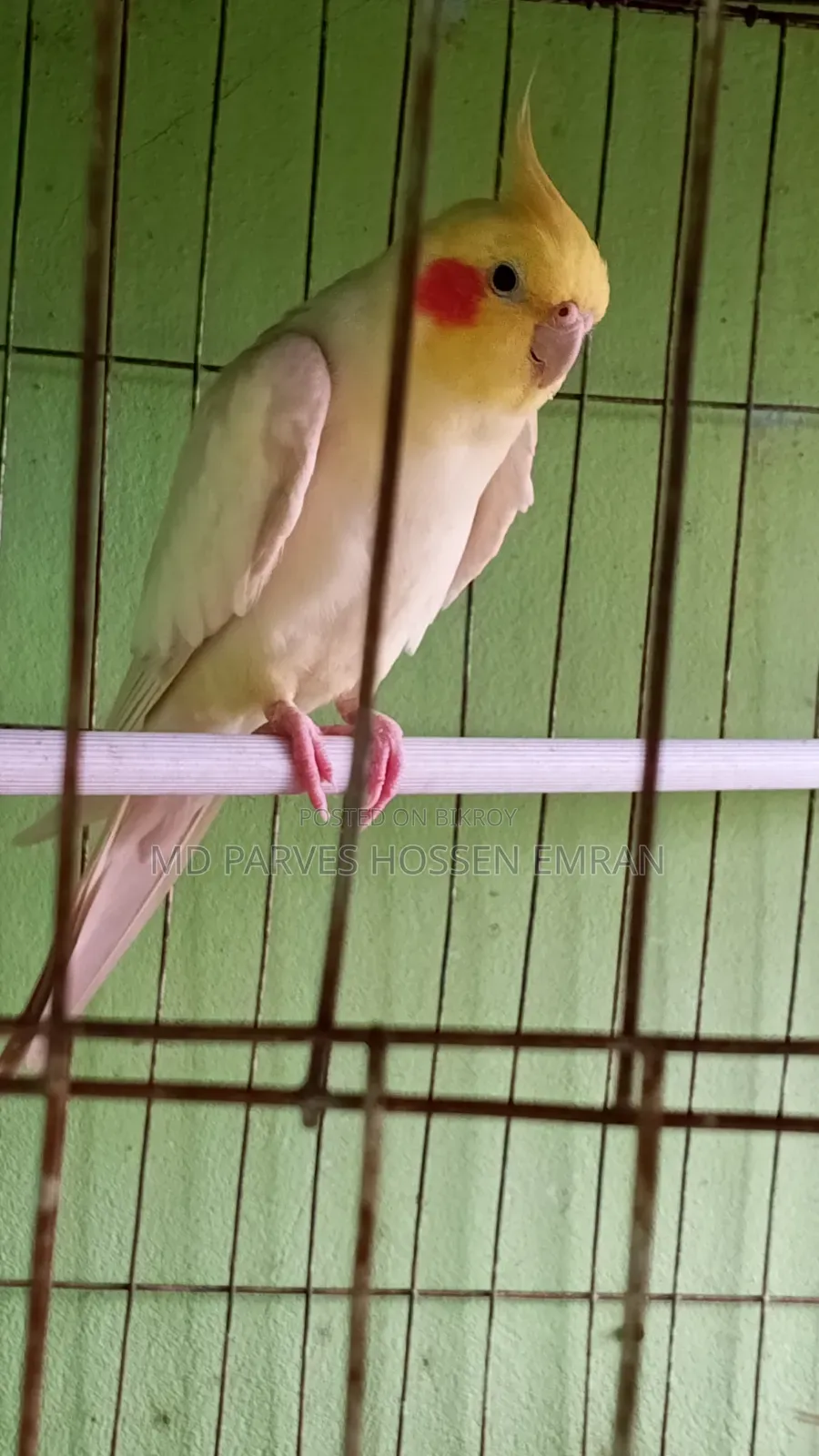 Breeding Cockatiel Birds