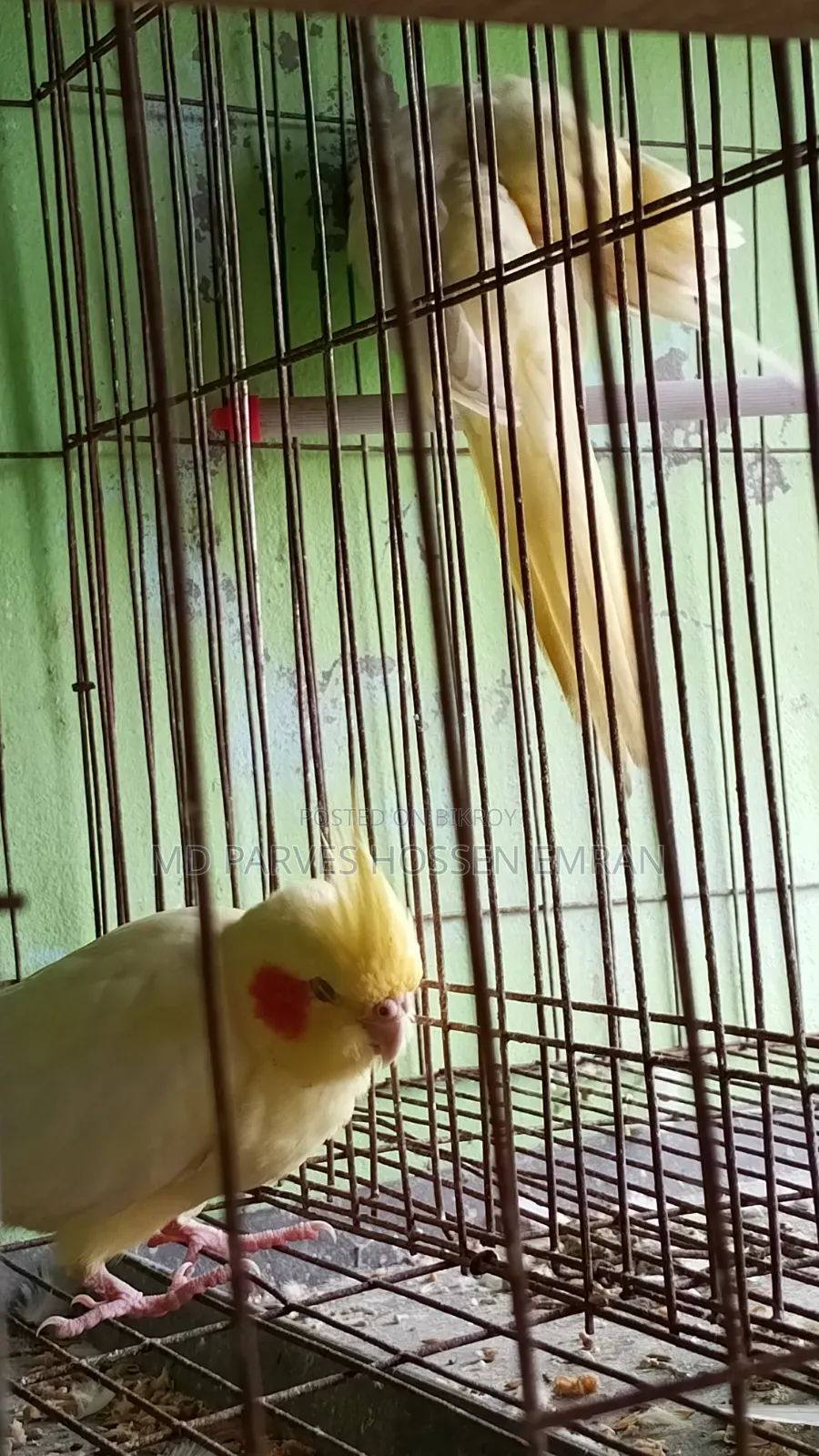 Breeding Cockatiel Birds