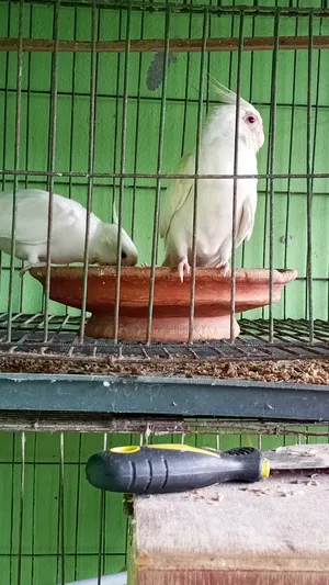 Breeding Cockatiel Birds