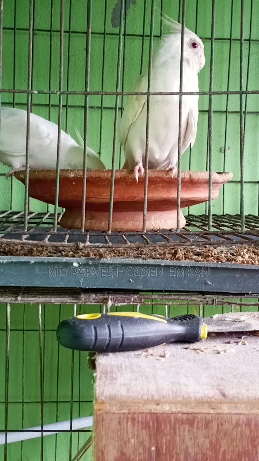 Breeding Cockatiel Birds