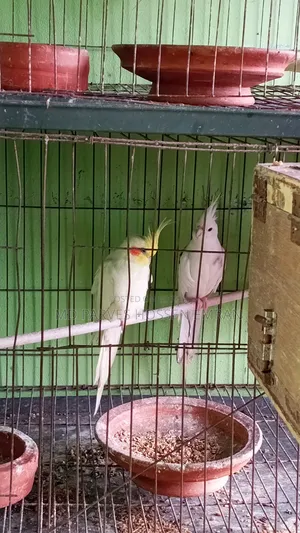 Breeding Cockatiel Birds