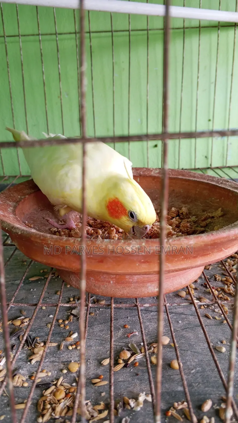 Breeding Cockatiel Birds