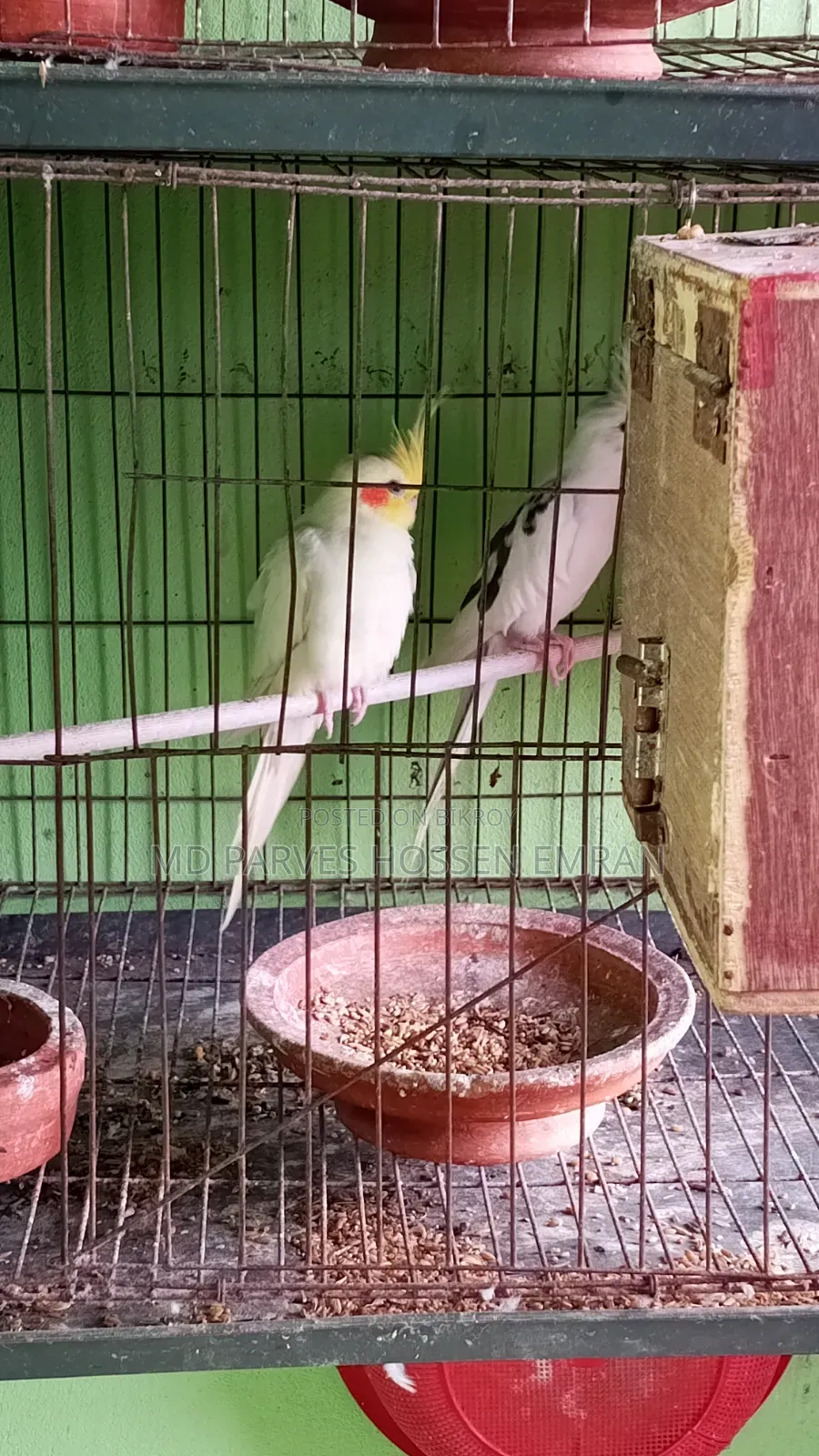 Breeding Cockatiel Birds