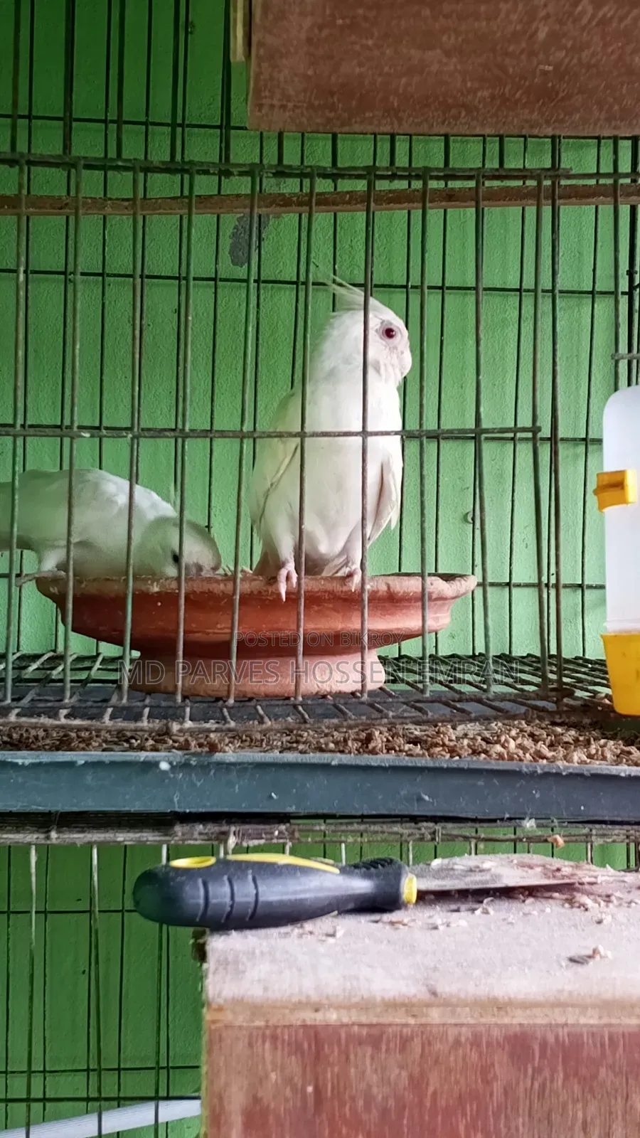 Breeding Cockatiel Birds