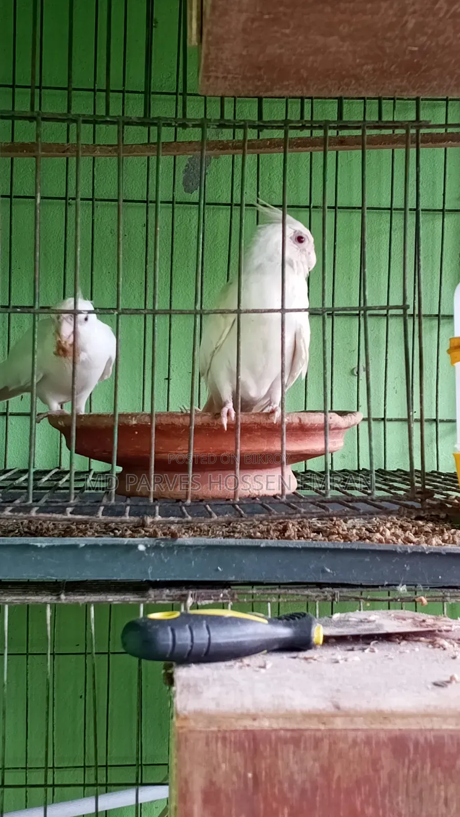 Breeding Cockatiel Birds