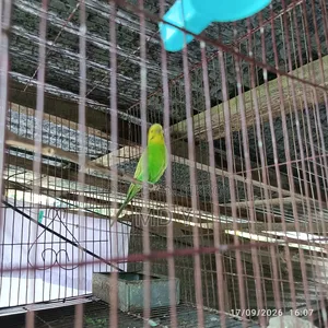 Two Male Budgerigars