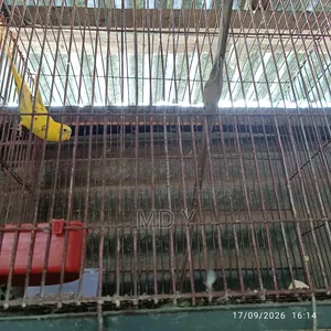 Two Male Budgerigars