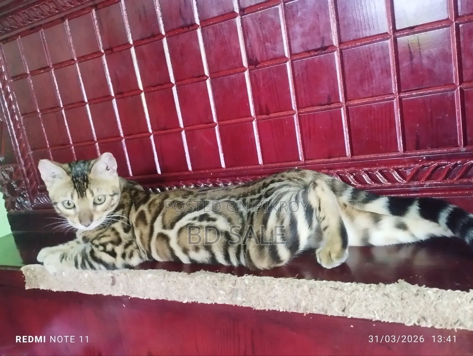 1+ year Female Purebred Bengal