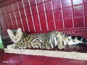 1+ year Female Purebred Bengal
