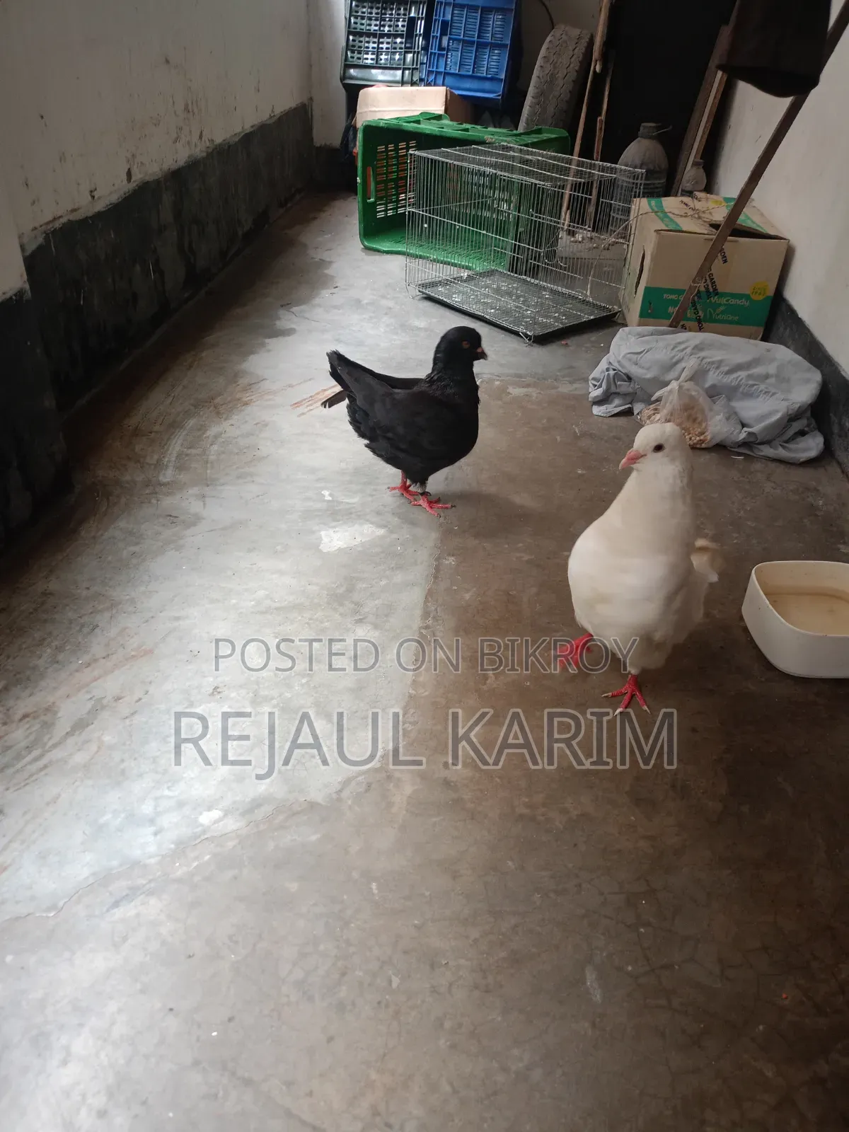 Male and Female King Pigeon