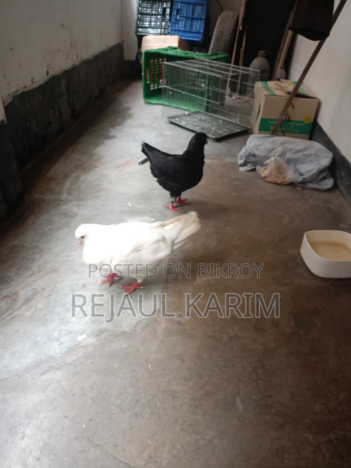 Male and Female King Pigeon