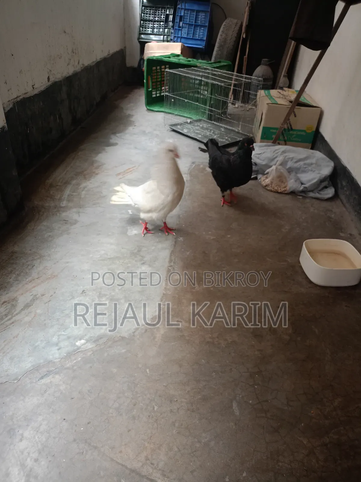 Male and Female King Pigeon