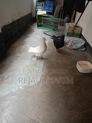 Male and Female King Pigeon