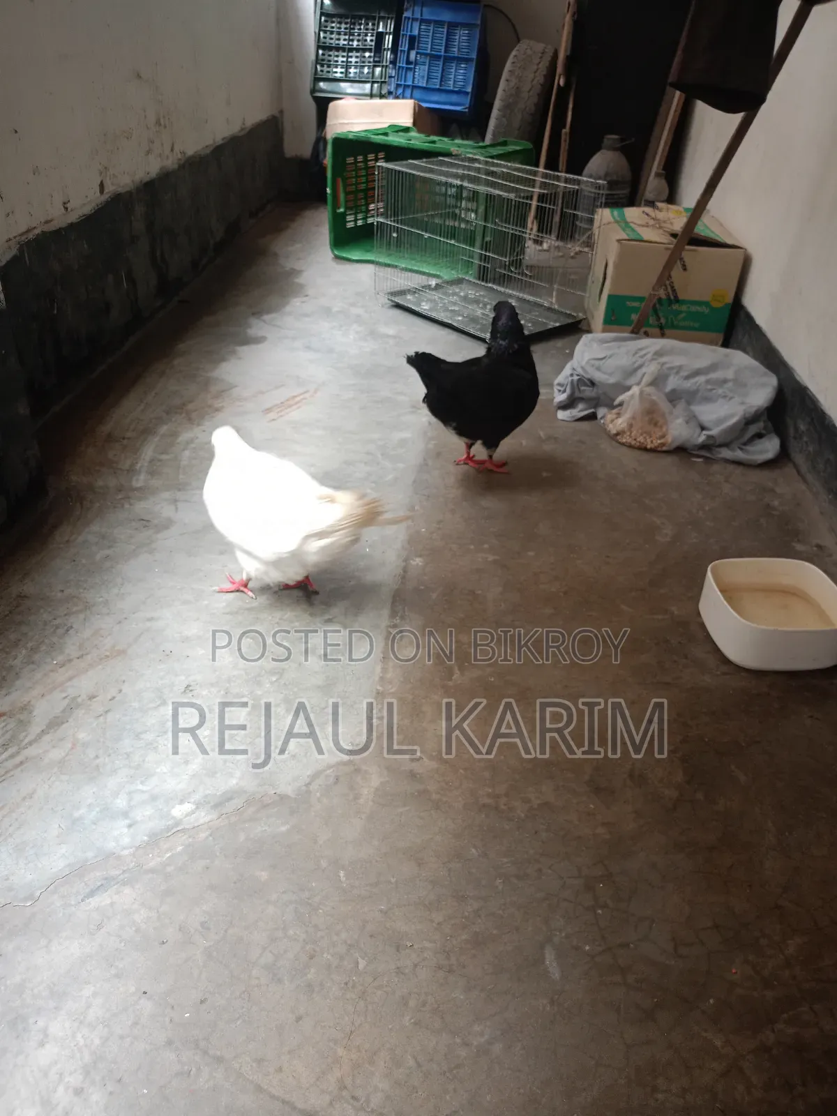 Male and Female King Pigeon