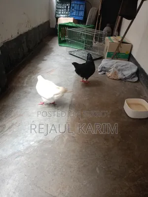Male and Female King Pigeon
