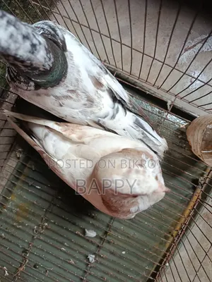 Pigeons for sale