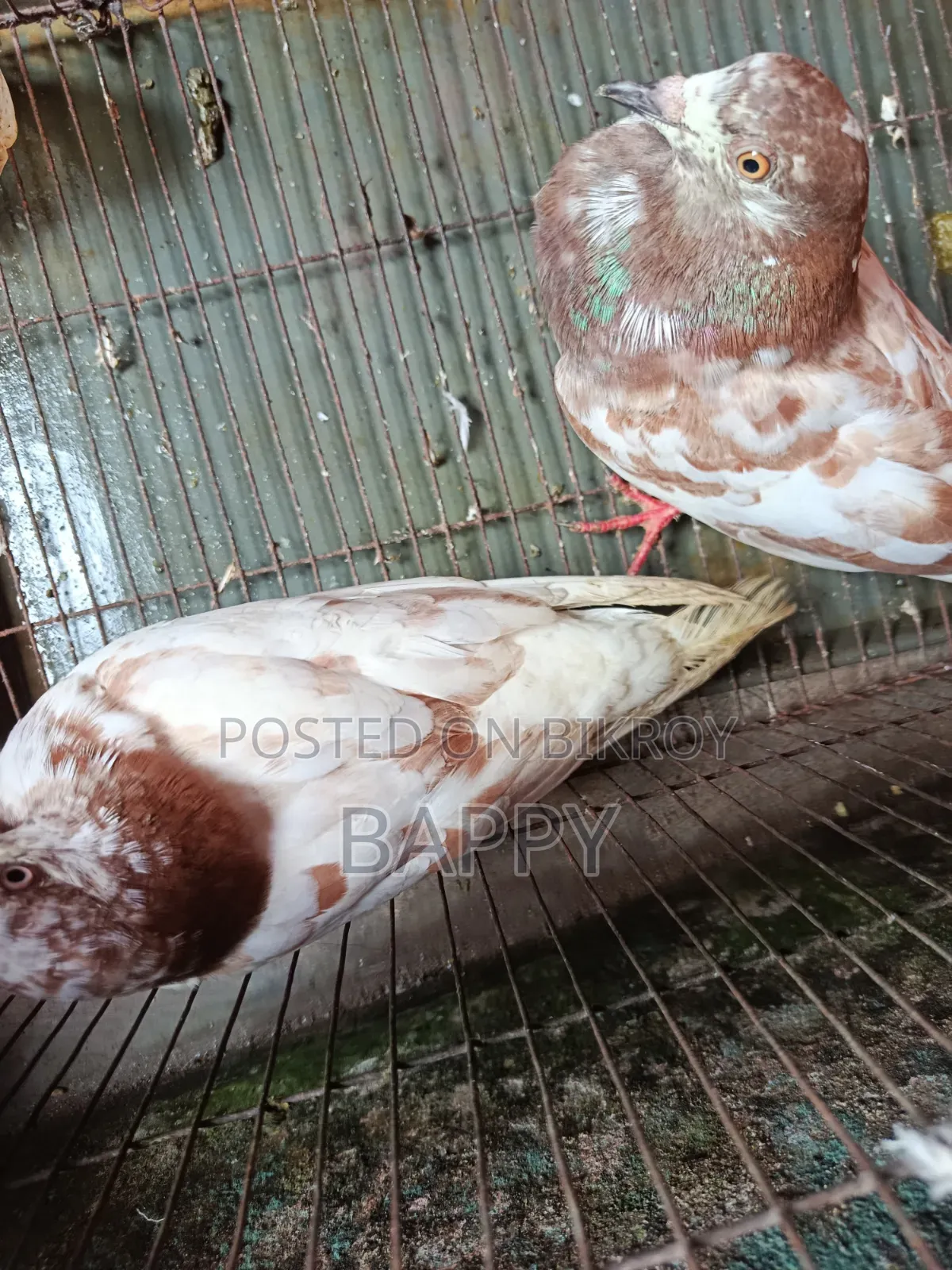 Pigeons for sale