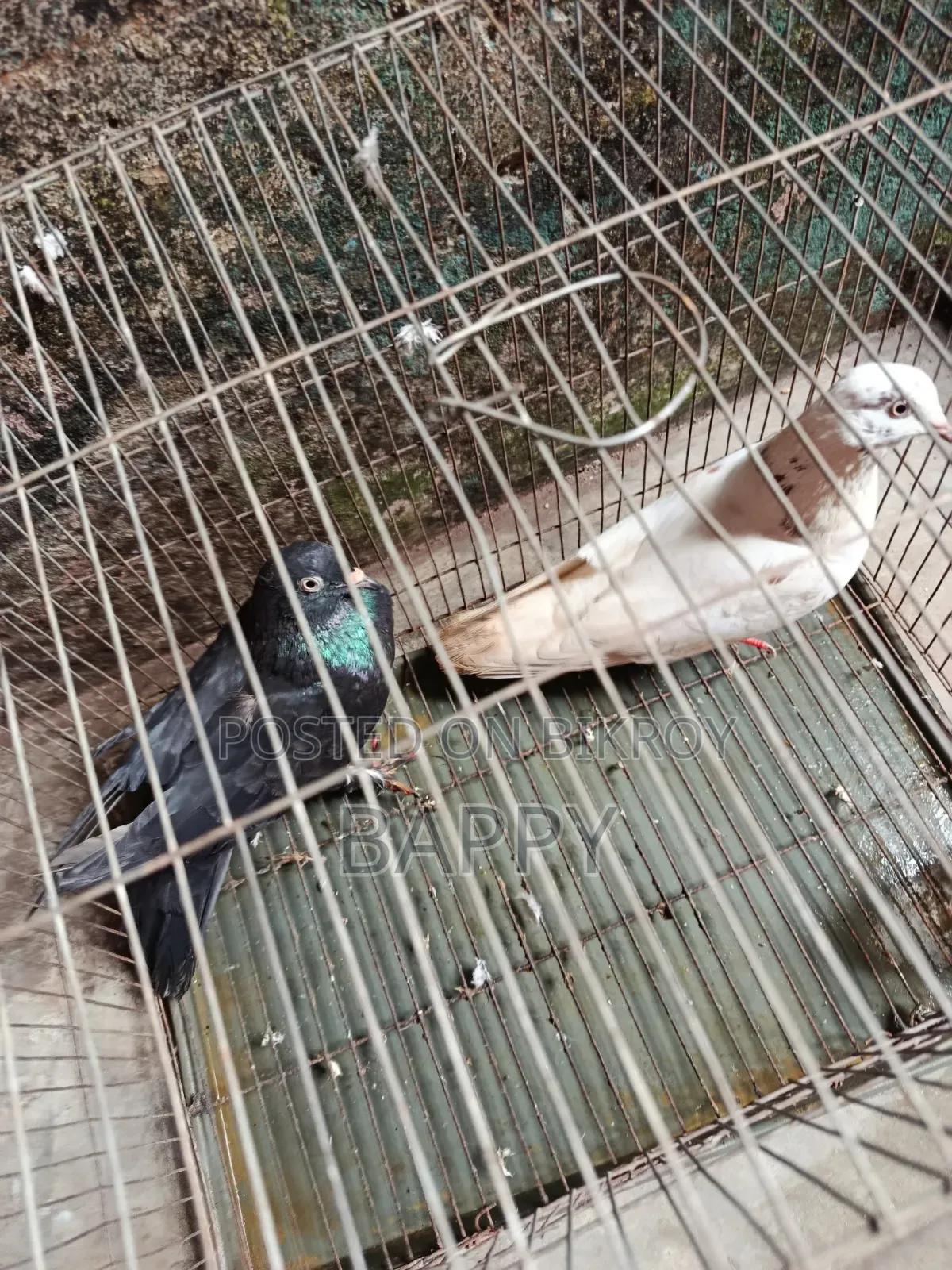 Pigeons for sale
