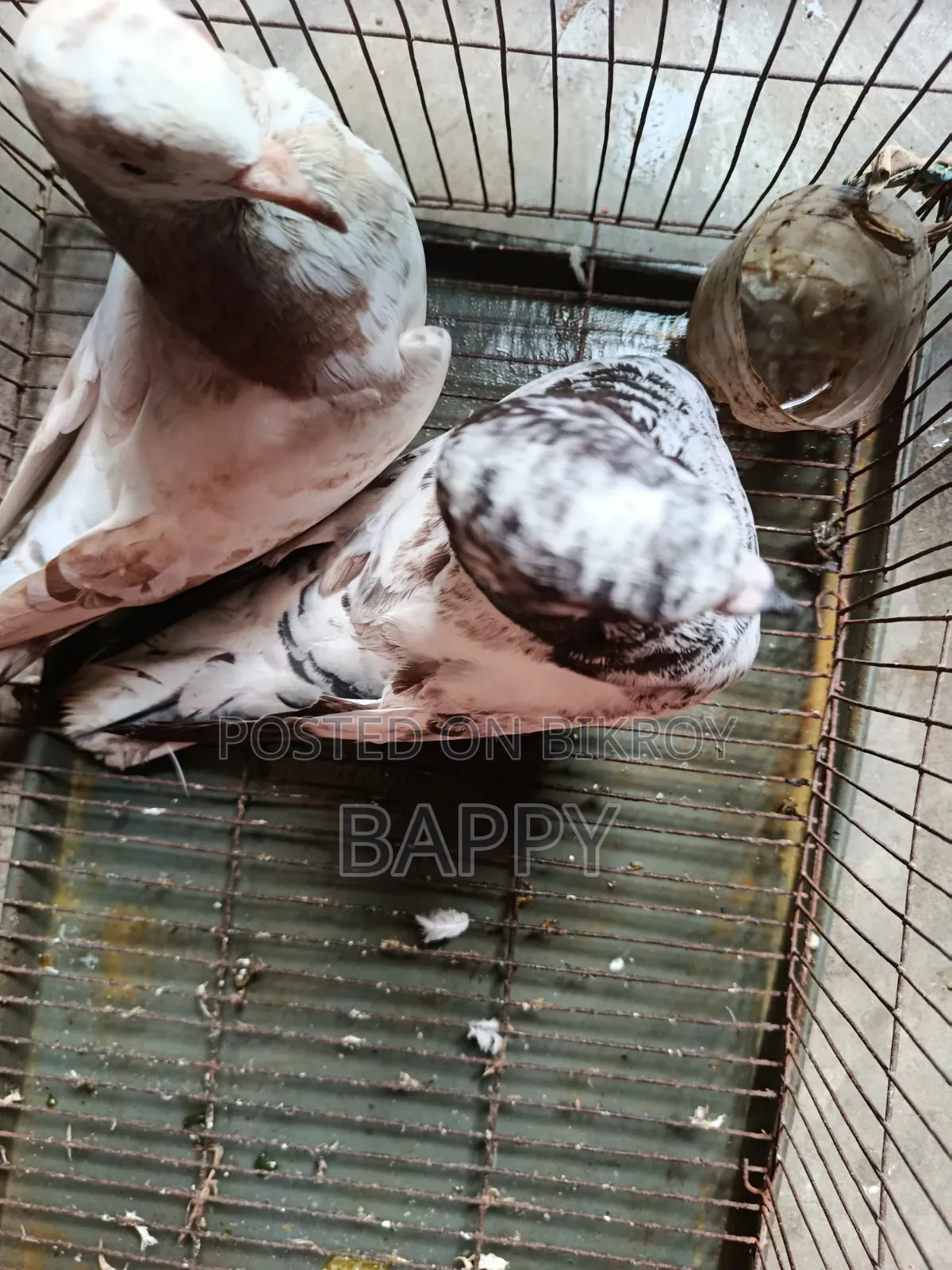 Pigeons for sale