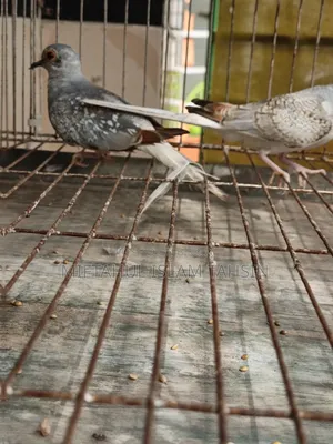 1 Pair Diamond Dove Baby