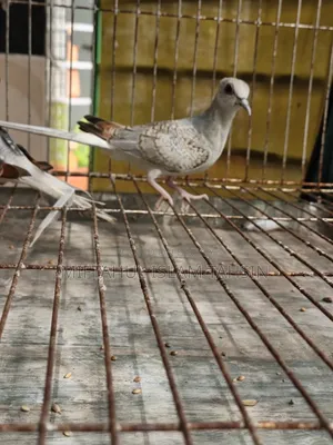 1 Pair Diamond Dove Baby