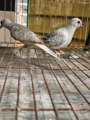 1 Pair Diamond Dove Baby