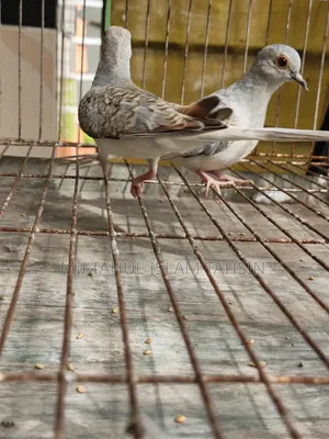 1 Pair Diamond Dove Baby