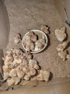 White Giant Coturnix Quail Bird