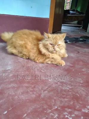 6-12 Months Female Purebred Persian Cat