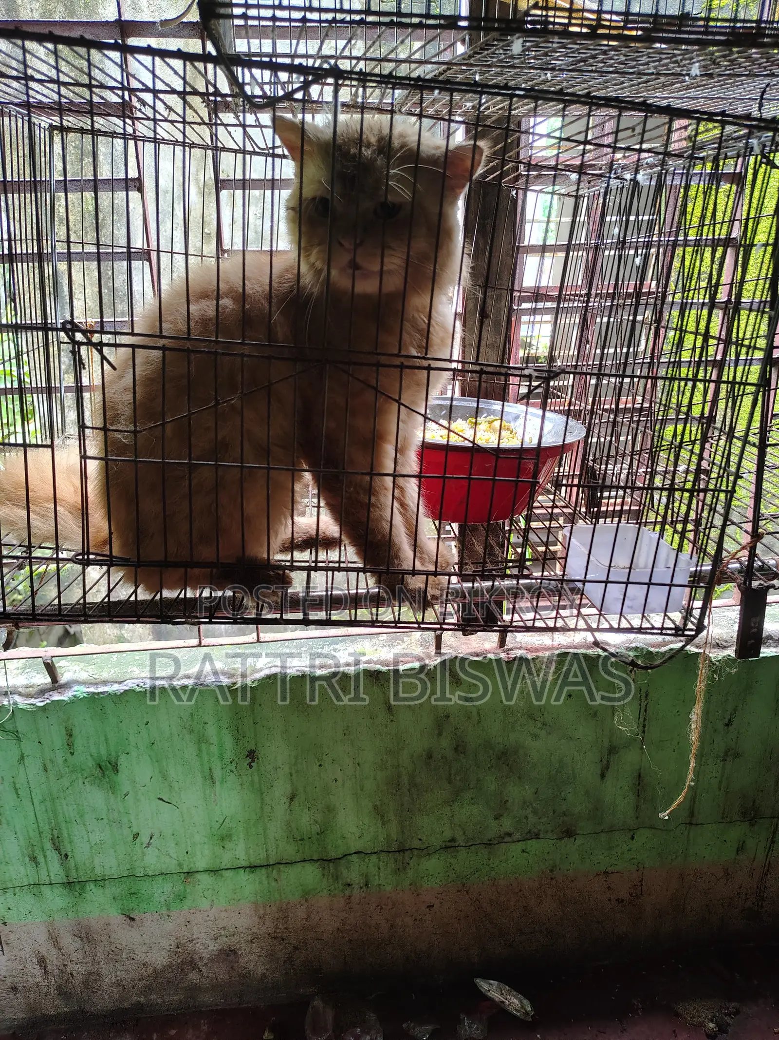 6-12 Months Female Purebred Persian Cat