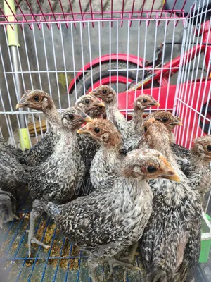 Fawmi Chicken