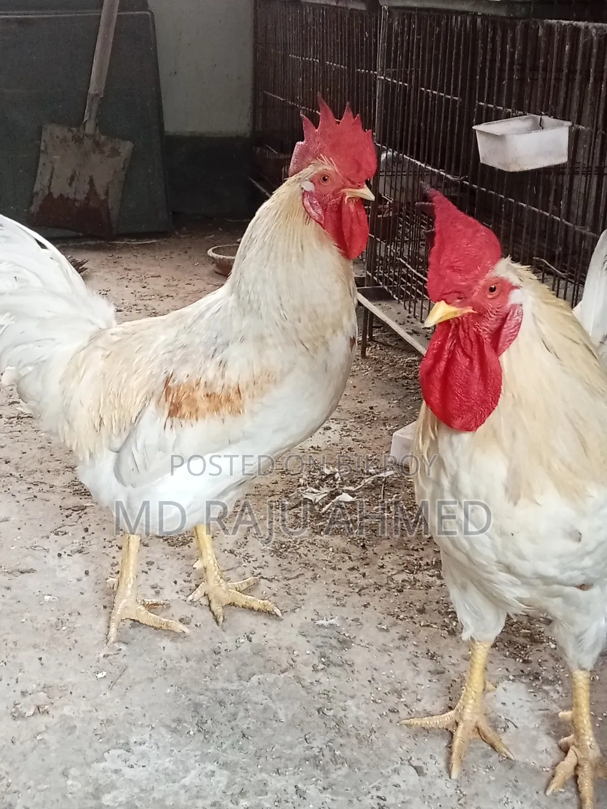 Tiger Chicken
