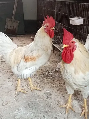 Tiger Chicken