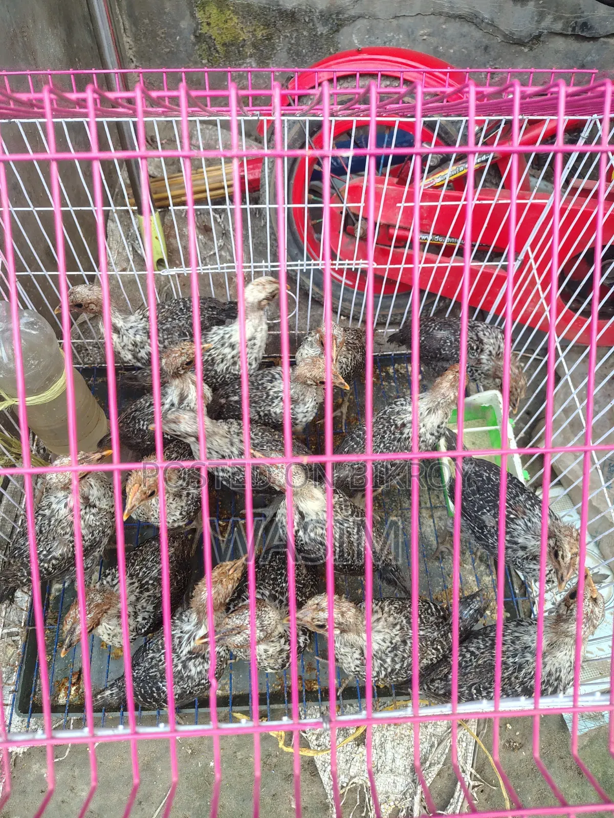 Fawmi Chicken