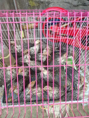 Fawmi Chicken